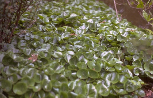 Mansoor 'Asarum' informatie