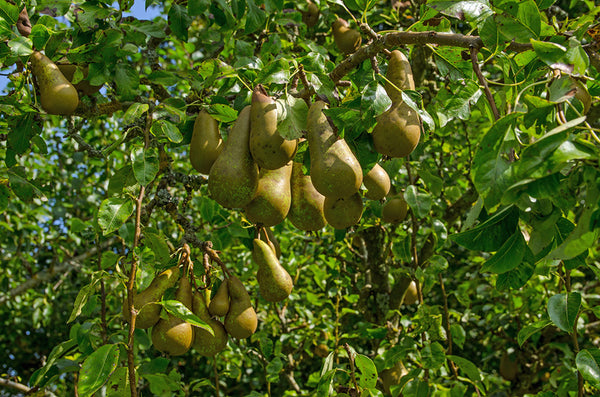 Perenbomen informatie