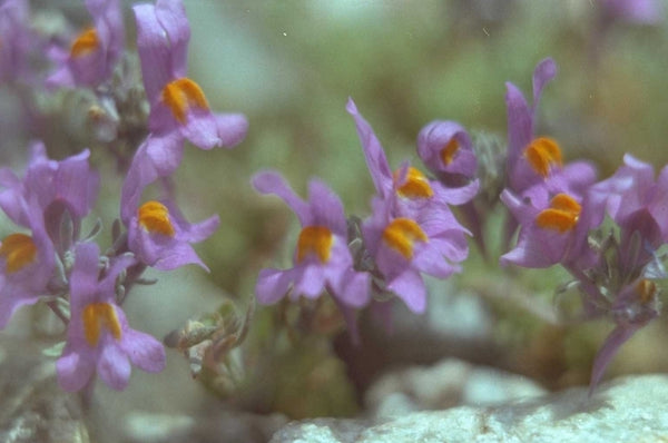 Vlasleeuwenbek 'Linaria'