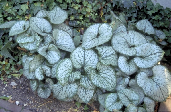 Borderplanten schaduw