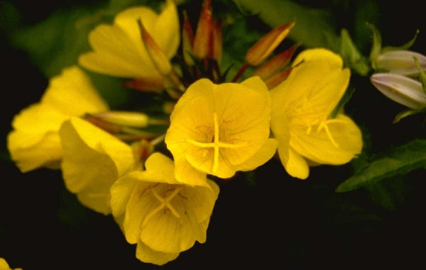 Teunisbloem 'Oenothera'