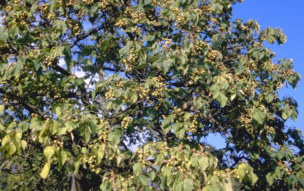 Anna Paulownaboom 'Paulownia tomentosa'