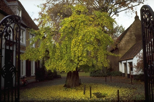 Japanse notenboom Ginkgo Biloba