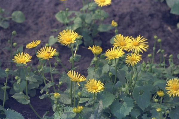 Voorjaarszonnebloem - Doronicum