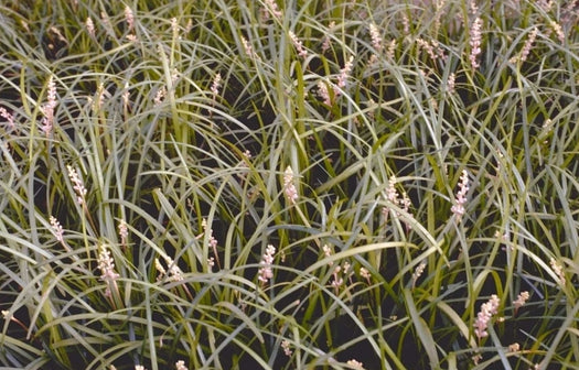 Planten voor winderige standplaats