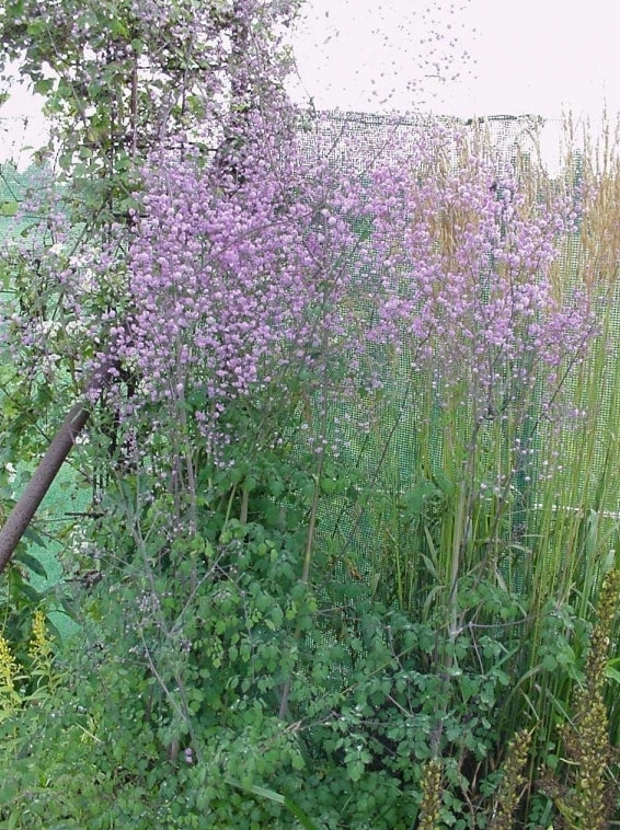 ijle tuinplanten