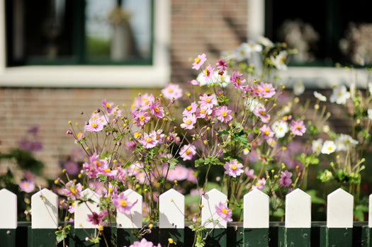 Herfstbloeiers vaste planten