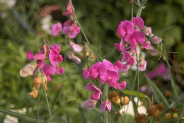 Pronkerwt - Lathyrus 'Lathyrus'