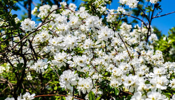 Parelstruik 'Exochorda'