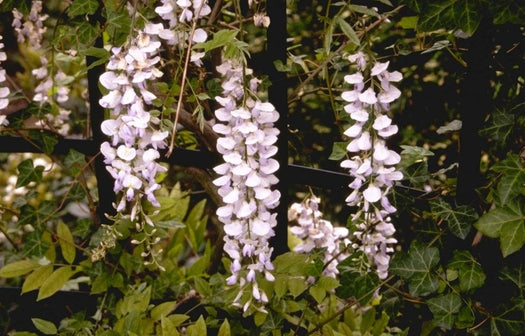 Hangende tuin planten