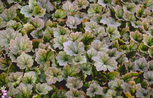 Halfschaduwplanten voor een droge grond