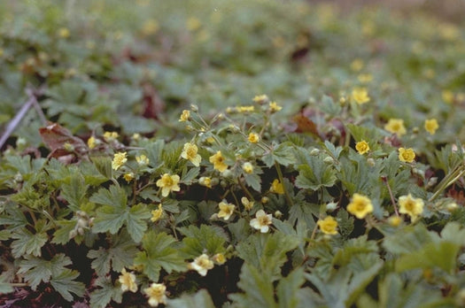 Goudaardbei 'Waldsteinia'