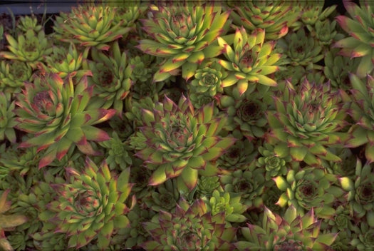 Huislook Sempervivum