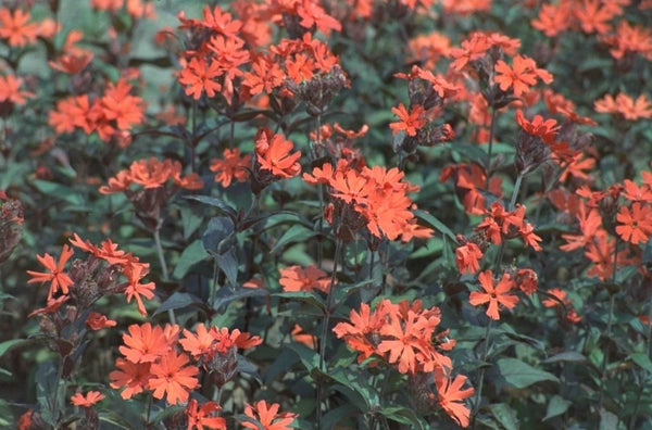 Koekoeksbloem 'Lychnis'