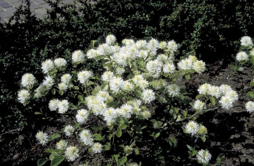 Lampenpoetserstruik 'Fothergilla'