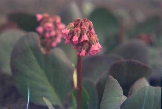 Borderplanten halfschaduw