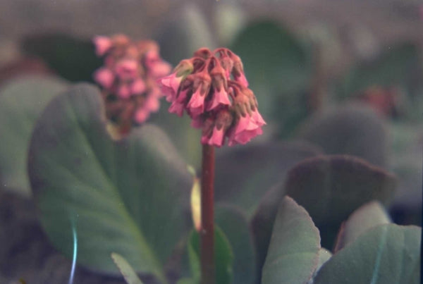 Borderplanten halfschaduw