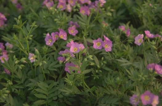 Jacobsladder 'Polemonium'