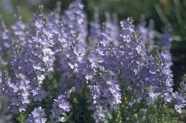 Bodembedekkende tuinplanten