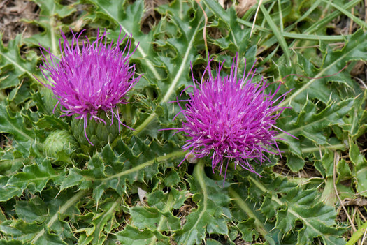 Distel 'Cirsium'