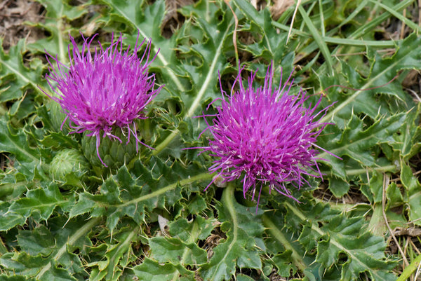 Distel 'Cirsium'