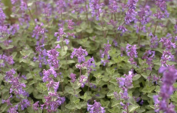 Kattenkruid 'Nepeta'