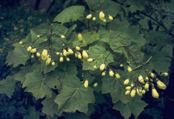 Wasbloem 'Kirengeshoma'