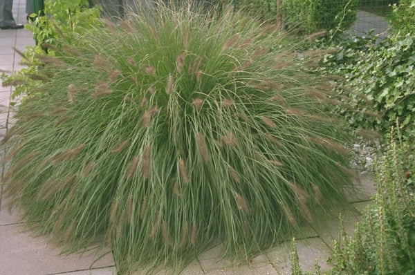 Wintergroene tuinplanten