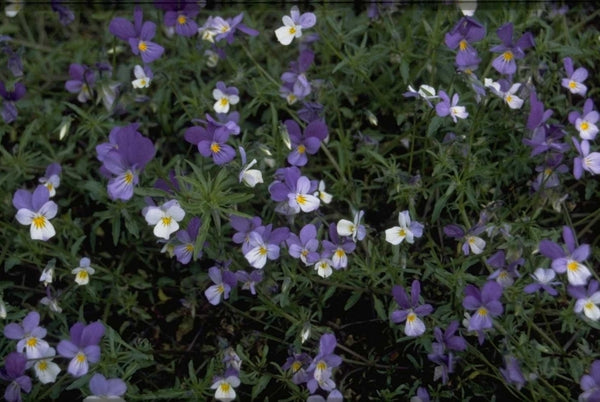 Borderplanten blauw