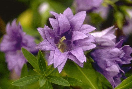 Klokjesbloem 'Campanula'