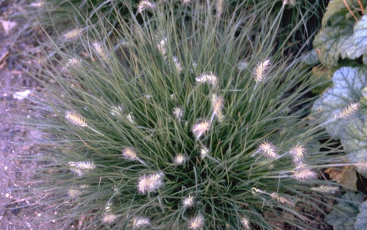 Borderpakketten met o.a. Lampenpoetsersgras - Pennisetum