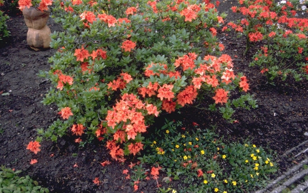 Alle Wintergroene struiken en heesters