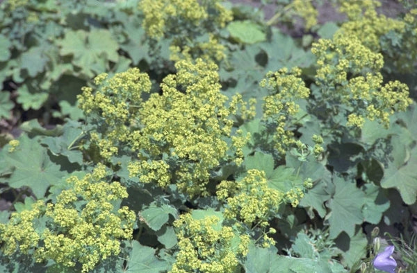 Vrouwenmantel 'Alchemilla' informatie