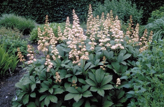 Alle Schout-bij-nacht 'Rodgersia' planten