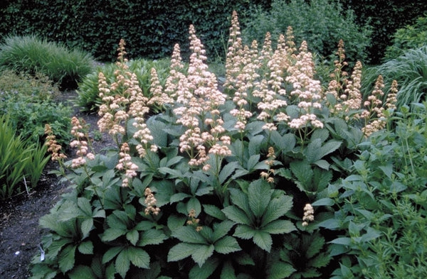 Schout-bij-nacht 'Rodgersia'