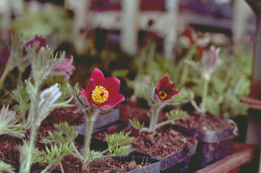 Wildemanskruid - Pulsatilla