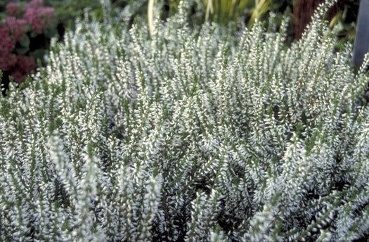 Wintergroene vaste planten