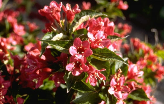 Weigelia 'Weigela'