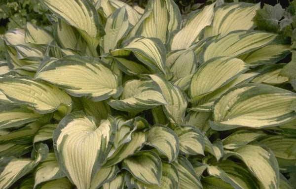 Bijzondere kleuren tuinplanten