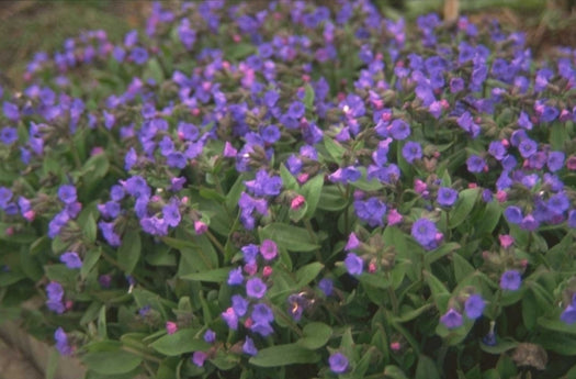 Longkruid 'Pulmonaria'