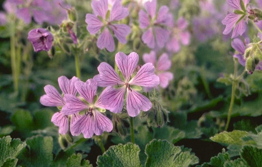 Zon aanbiddende tuinplanten voor een droge grond