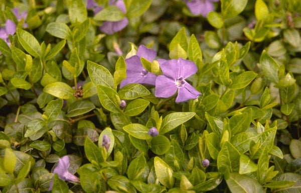 Maagdenpalm 'Vinca' informatie