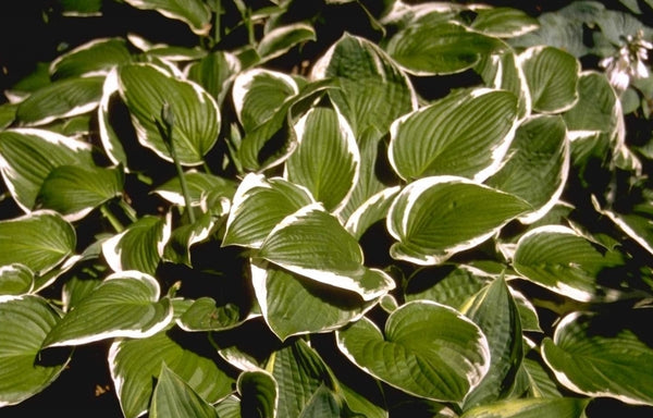 Tuinplanten met bonte bladeren