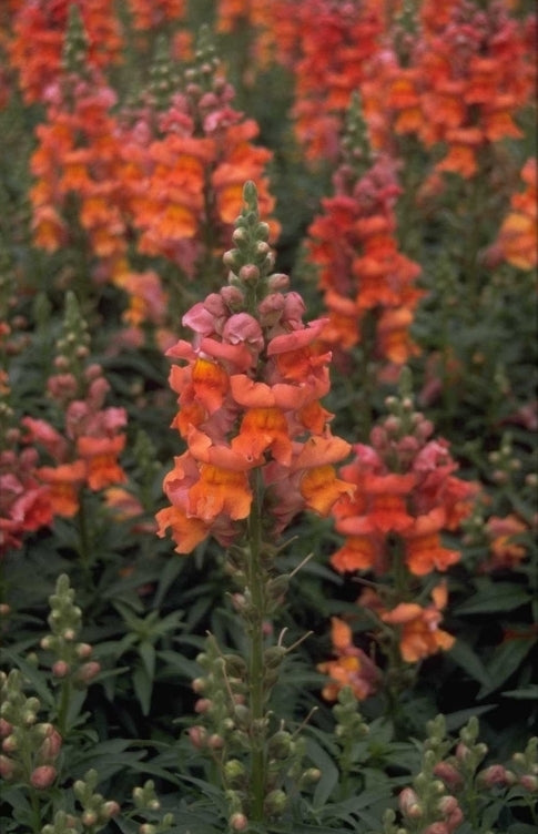 Grote leeuwenbek 'Antirrhinum'