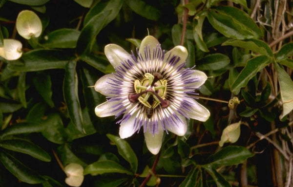 Bijzondere tuinplanten