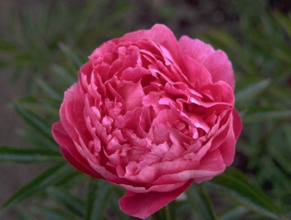 Pioenrozen 'Paeonia'