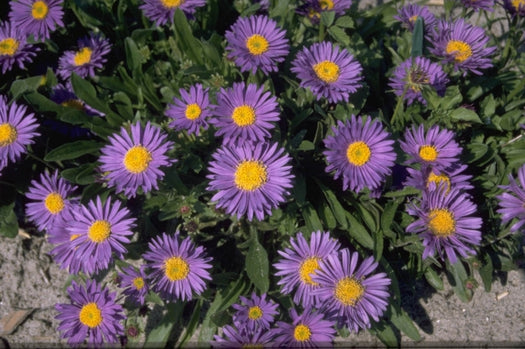 Alpenaster 'Aster'