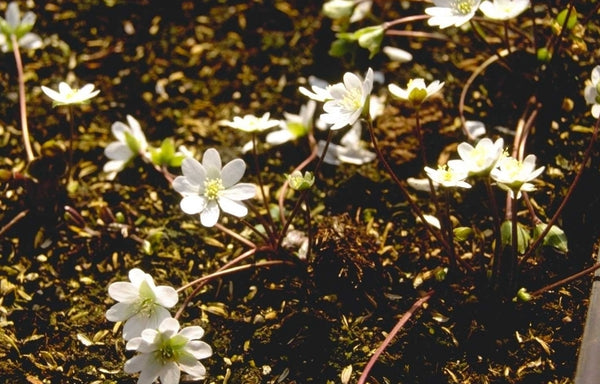 Leverbloempje 'Hepatica'