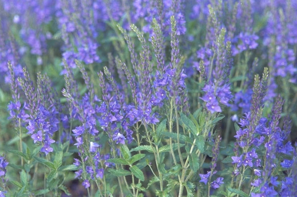 Bloeikleur Blauw