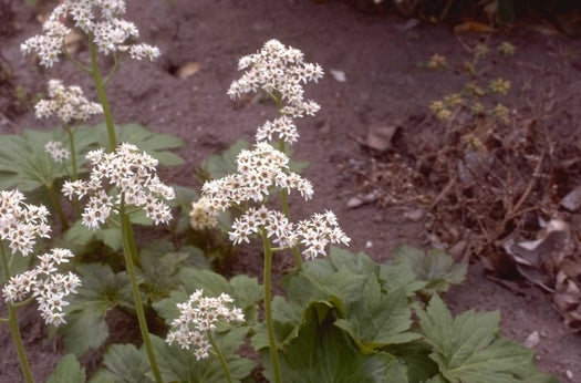 Mukdenia 'Mukdenia'